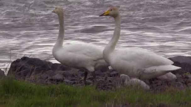 Whooper Cisnes Andar Com Bebês Pintos Longo Rio Correndo Islândia — Vídeo de Stock