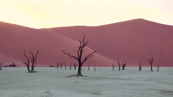 Árvores Mortas Silhuetas Amanhecer Deadvlei Sossusvlei Parque Nacional Namib Naukluft — Vídeo de Stock