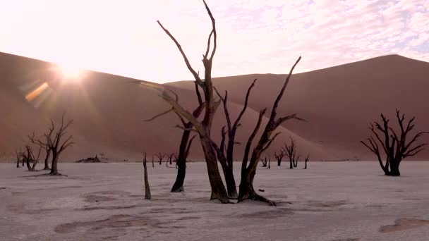 Καταπληκτικά Νεκρά Δέντρα Σιλουέτα Την Αυγή Στο Deadvlei Και Sossusvlei — Αρχείο Βίντεο