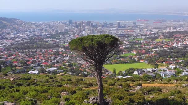 Antenn Över Skyline Centrala Kapstaden Sydafrika Från Sluttningen Med Akaciaträd — Stockvideo