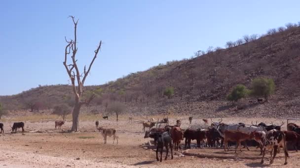 Állatállomány Szarvasmarha Tehenek Legelnek Namíbia Afrika Távoli Sivatagjaiban — Stock videók