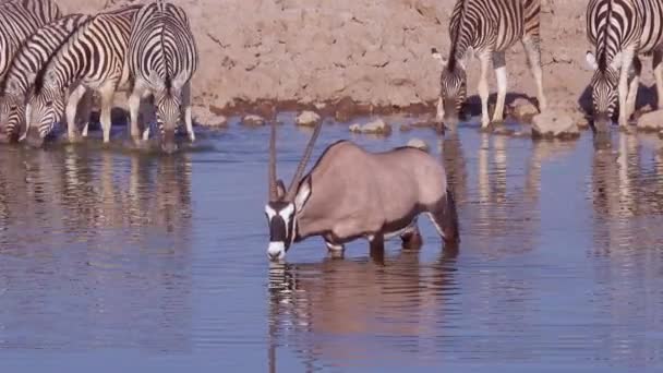 在纳米比亚的埃托沙国家公园 一只独来独往的羚羊在一个水坑里喝水 — 图库视频影像