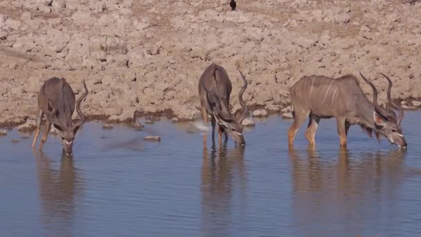 Tři Kudu Antilopy Pijící Zavlažovací Díře Africe — Stock video