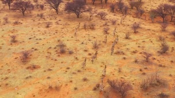 Excellent Wildlife Aerial Zebras Running Plains Africa Erindi Park Namibia — Stock Video