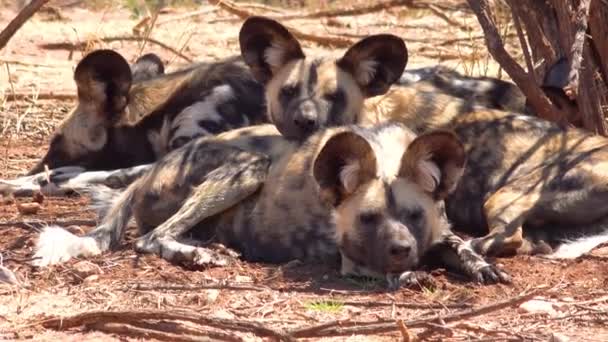Sällsynta Och Hotade Afrikanska Vilda Hundar Med Enorma Öron Strövar — Stockvideo