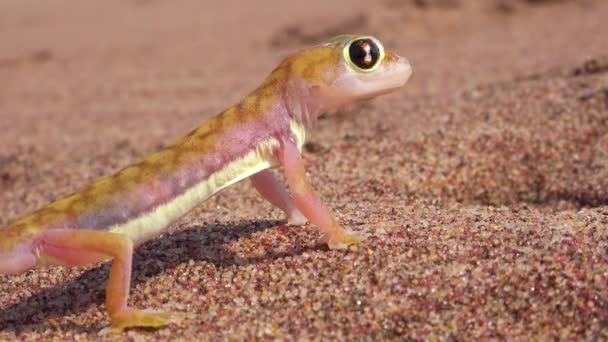 Makro Zbliżenie Ślicznej Małej Namib Pustynnej Jaszczurki Gecko Dużymi Odblaskowymi — Wideo stockowe