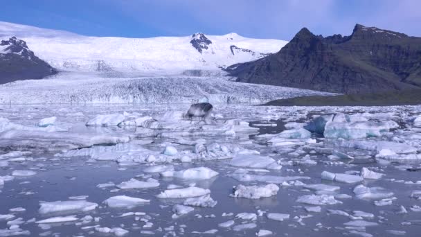 Tiden Går När Isberg Driver Den Massiva Glaciärlagunen Vid Fjallsarlon — Stockvideo