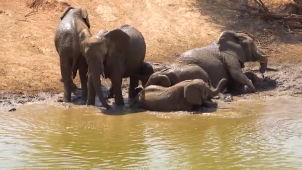アフリカのナミビアのエリンディ公園の水飲み場で泥風呂を楽しむアフリカゾウの家族の群れの驚くべき映像 — ストック動画