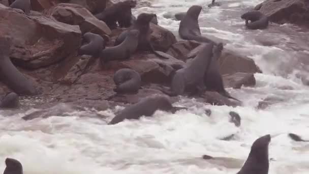 Foche Combattono Giocano Una Spiaggia Atlantica Cape Cross Seal Reserve — Video Stock