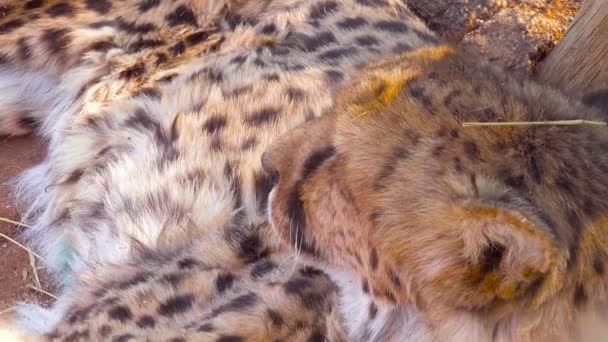 Een Mooie Cheeta Draait Zich Kijkt Recht Camera Mooie Grote — Stockvideo