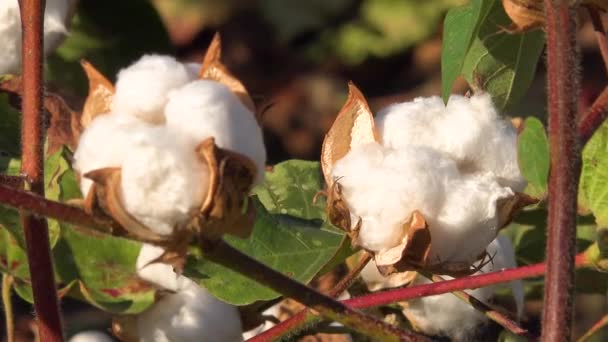 Slow Zoom Cotton Growing Field Mississippi River Delta Region — Stock Video