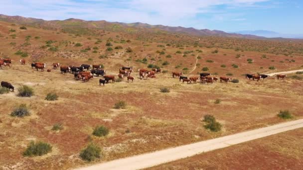 Kaliforniya Nın Carrizo Ovası Nda Otlayan Sığır Ineklerin Üzerindeki Güzel — Stok video
