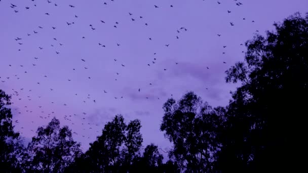 何千匹ものコウモリがオーストラリアのクイーンズランド州カーナルバン国立公園の夕暮れ時に空に飛び立ちます — ストック動画