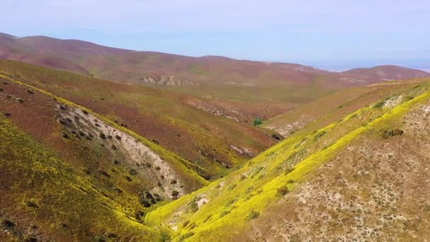 Vzduch Kalifornského Svahu Pokrytý Žlutými Divokými Květy Během Superkvětu Období — Stock video