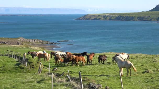 Frisky Poneys Islandais Chevaux Debout Dans Champ Vert Dans Région — Video