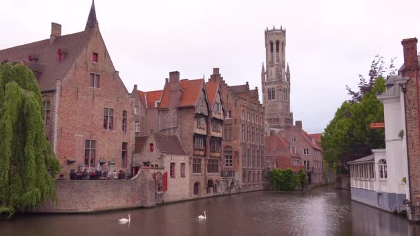 Όμορφη Διώρυγα Κύκνοι Και Belfort Van Brugge Bruges Καμπαναριό Καμπαναριό — Αρχείο Βίντεο