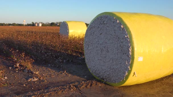 Cotton Viene Calpestato Rotolato Nei Campi Nel Delta Del Fiume — Video Stock