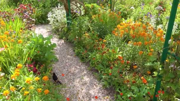 Fleurs Poussent Dans Jardin Claude Monet Giverny France — Video