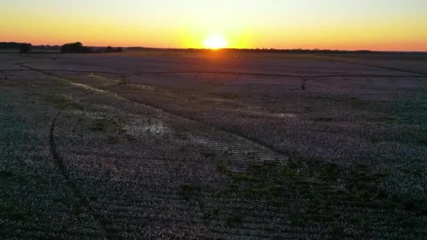 密西西比河三角洲地区一个田里的棉花种植落日落山时的良好航拍 — 图库视频影像
