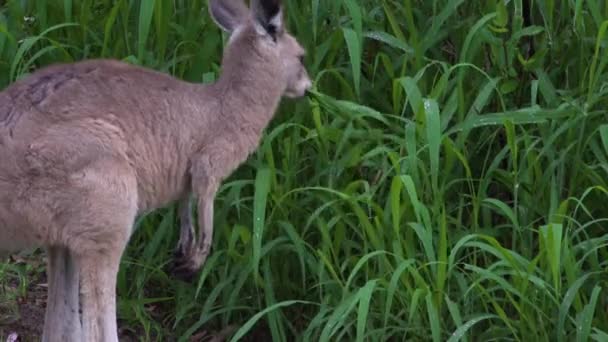 Kangaroo Baby Its Pouch Grazes Grass Carnarvan National Park Queensland — Stock Video