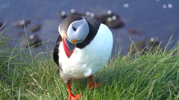 ラトラバーグ近くのアイスランドの海岸にポーズをとるかわいいパフィンの素敵なクローズアップ — ストック動画