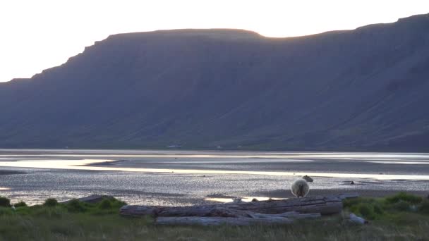 Attraktive Aufnahme Eines Schafes Das Schweigend Vor Den Westfjorden Islands — Stockvideo