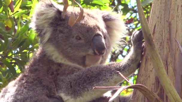 337 Koala bear Videos, Royalty-free Stock Koala bear Footage | Depositphotos