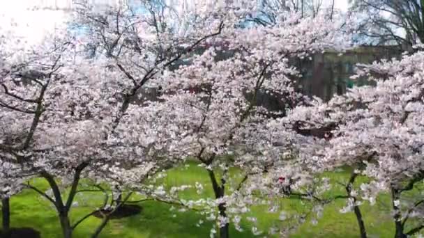 Aumento Aéreo Pasado Cerezos Revela Portland Oregon Ciervo Ciervo Signo — Vídeos de Stock