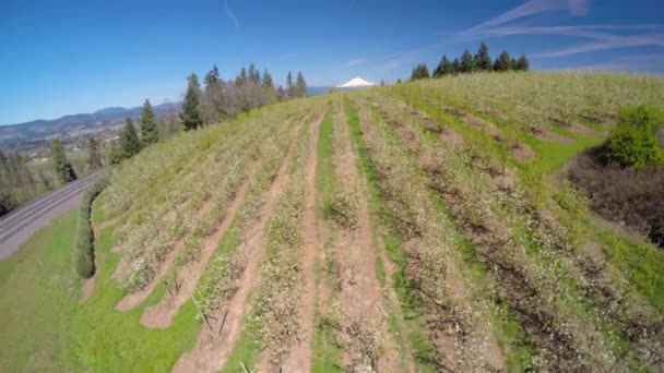 Flygbild Reser Sig Över Blommande Äppelträd Avslöjar Hood Oregon Fjärran — Stockvideo