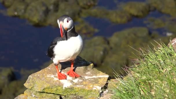 Mooie Close Van Een Papegaaiduiker Poserend Aan Kust Van Ijsland — Stockvideo