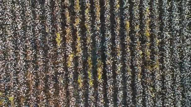 在一片广阔的棉花田上 从一排植物飞向广阔开阔的农场 空中的高度直线上升 — 图库视频影像