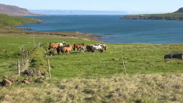 Лошади Исландских Пони Стоят Зеленом Поле Фьорде Вестфьорд Исландии — стоковое видео