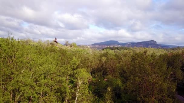 Vue Aérienne Milliers Chauves Souris Fruitières Volant Dans Une Forêt — Video