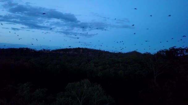 Tisíce Netopýrů Vzlétají Soumraku Národním Parku Carnarvan Queensland Austrálie — Stock video