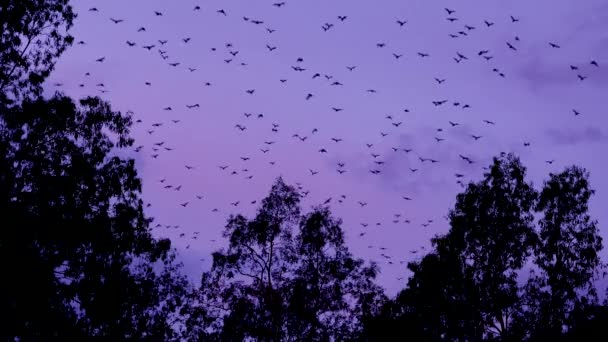 Tysiące Nietoperzy Wzbija Się Niebo Zmierzchu Parku Narodowym Carnarvan Queensland — Wideo stockowe