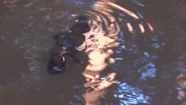 Een Vogelbekdier Zwemt Duikt Een Vijver Australië — Stockvideo