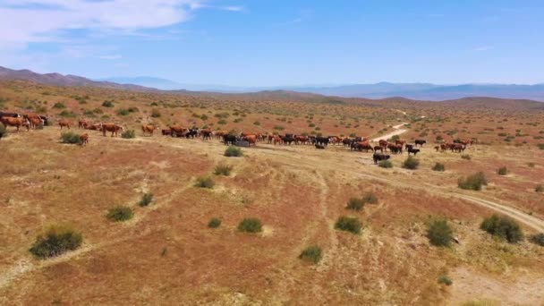 カリフォルニア州カリゾ平原砂漠地帯の牛や牛の放牧の上に素敵な航空機 — ストック動画