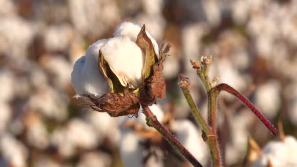 密西西比河三角洲地区的一个田里种植棉花的特写镜头 — 图库视频影像