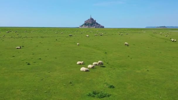 Beautiful Daytime Aerial Fields Sheep Farm Grass Mont Saint Michel — Stock Video