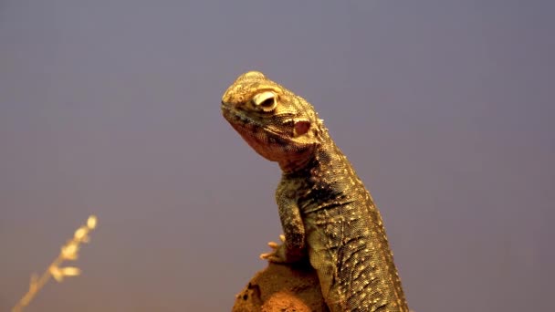 Prodile Shot Central Netted Dragon Lizard Outback Australia — Video