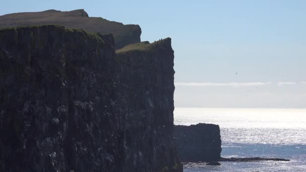 Fågelklipporna Latrabjarg Island Fågelskådning Glädje Vandrare Utforska — Stockvideo