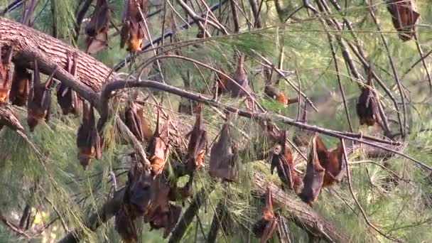 Reuzenvleermuizen Hangen Aan Bomen Carnarvan National Park Queensland Australië — Stockvideo