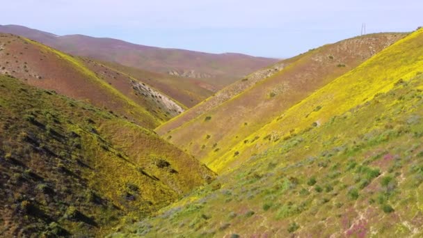 Aéreo Uma Encosta Califórnia Coberta Flores Silvestres Amarelas Durante Superflor — Vídeo de Stock