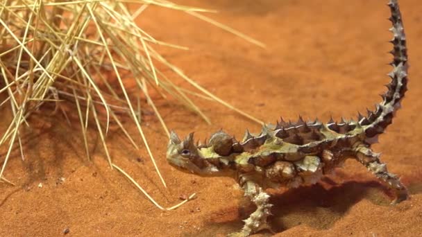 Uma Criatura Espinhosa Diabo Espinho Australiano Areia Deserto — Vídeo de Stock