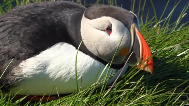 Pěkný Detailní Záběr Roztomilé Puffin Pózování Pobřeží Islandu Latrabjarg — Stock video