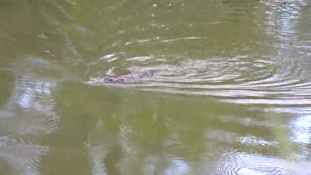Een Vogelbekdier Zwemt Een Vijver Carvarnvan National Park Queensland Australië — Stockvideo