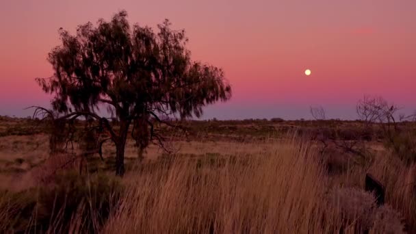 Bonito Pôr Sol Nascer Sol Disparado Outback Mato Australianos — Vídeo de Stock