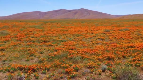 Aerial California Poppy Flowers Fields Full Bloom Springtime Superbloom — Stock Video