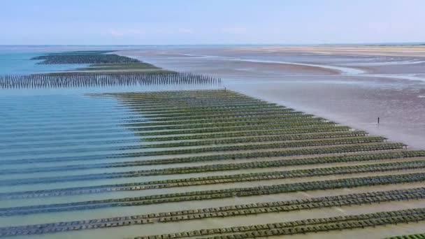 Aerial French Mussel Farm Utah Beach Normandy Γαλλία — Αρχείο Βίντεο
