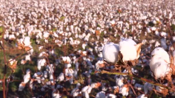 Mississippi Nehri Delta Bölgesindeki Bir Tarlada Yavaş Pamuk Yetişiyor — Stok video